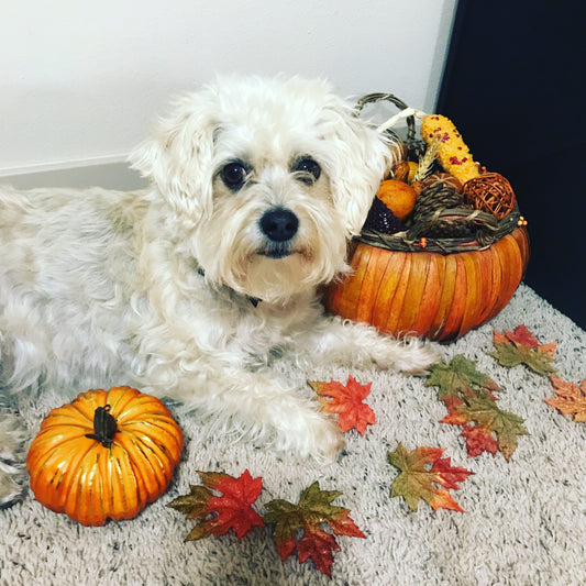 Making It Through The Crazy Fall Season